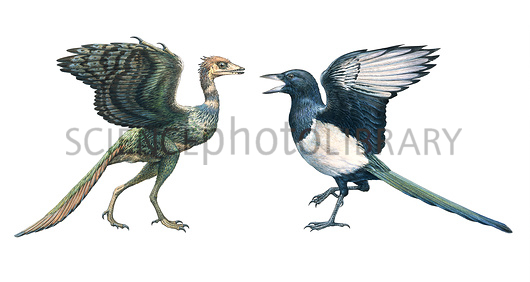 مقایسه ظاهر آرکیوپ‌تریکس  و یک مگ پای